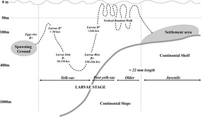 Petrale sole transboundary connectivity and settlement success: a biophysical approach